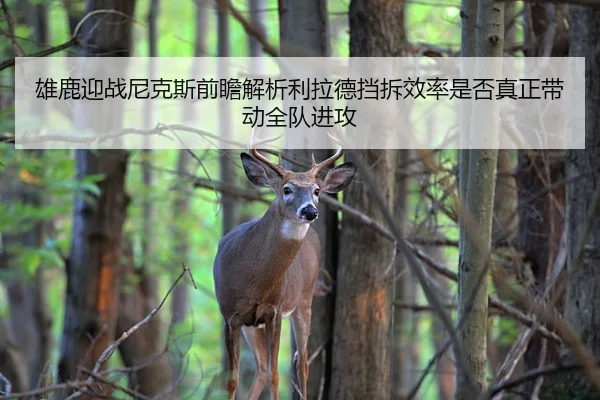 雄鹿迎战尼克斯前瞻解析利拉德挡拆效率是否真正带动全队进攻